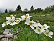 Rif. Capanna 2000 ad anello con fiori e nebbia-6giu23 - FOTOGALLERY